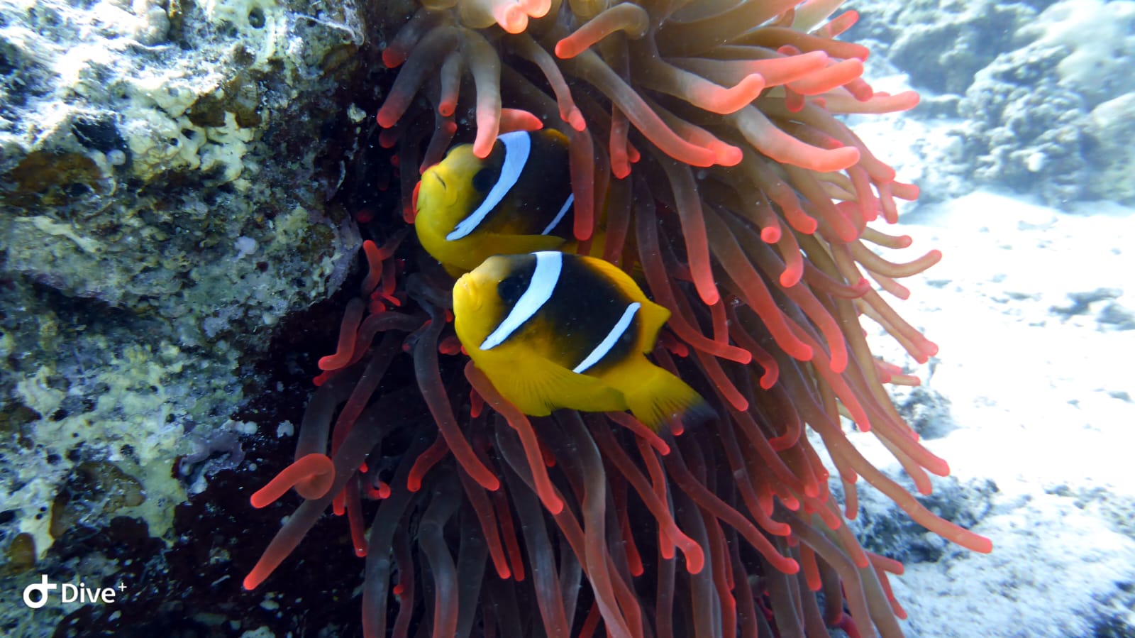 354f3adb cd64 4dcf 91dc a672bcd0d861